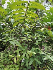 Wrightia religiosa