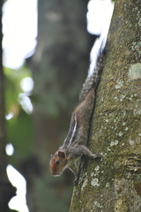 Funambulus tristriatus