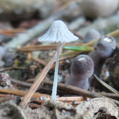 Mycena