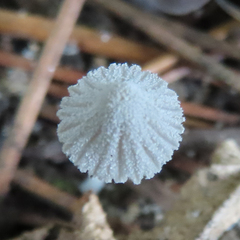 Mycena