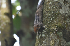 Funambulus tristriatus