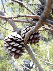 Pinus pinaster