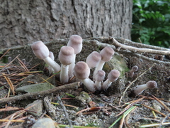 Fungi