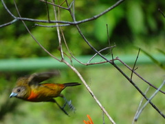 Ramphocelus passerinii