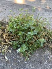 Stellaria aquatica