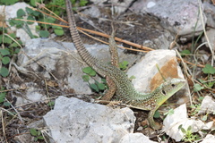 Lacerta trilineata