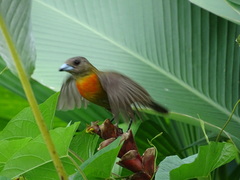 Ramphocelus passerinii