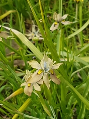 Moraea vegeta