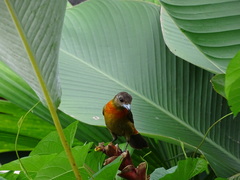 Ramphocelus passerinii