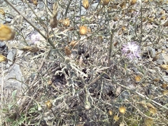Centaurea stoebe