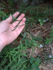 Linaria repens