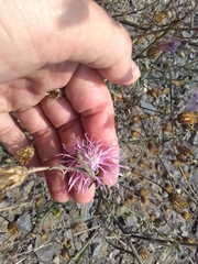 Centaurea stoebe
