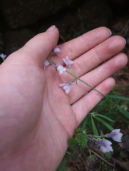 Linaria repens
