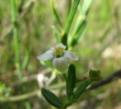 Montinia caryophyllacea