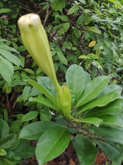 Solandra