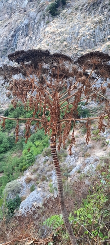 Parsnip palm