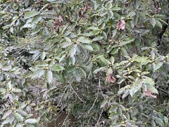 Quercus serrata