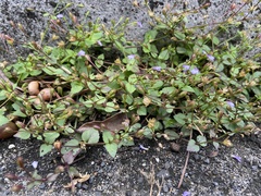 Torenia crustacea