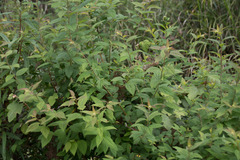 Spiraea formosana