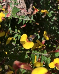 Parasphecodes
