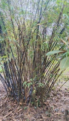 Thamnocalamus spathiflorus