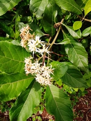 Gymnanthemum amygdalinum