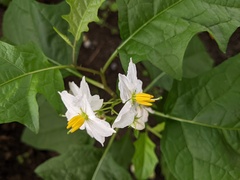 Solanum carolinense