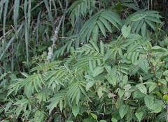 Sambucus javanica