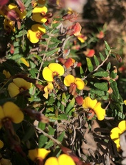 Parasphecodes