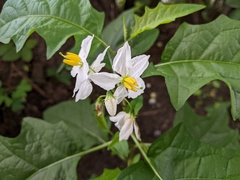 Solanum carolinense