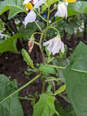 Solanum carolinense