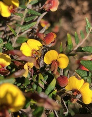 Parasphecodes