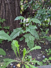 Solanum carolinense