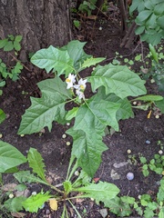 Solanum carolinense
