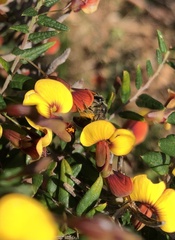 Parasphecodes