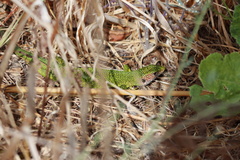 Lacerta viridis