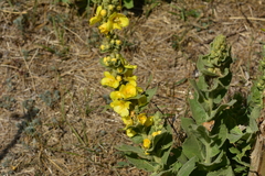 Verbascum