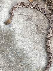 Agkistrodon contortrix