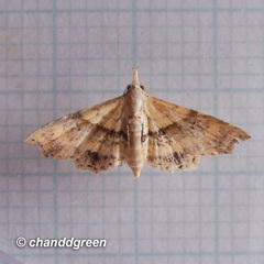 Hypenagonia
