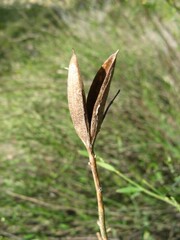 Montinia caryophyllacea