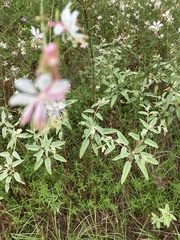 Oenothera lindheimeri