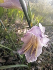 Gladiolus carinatus