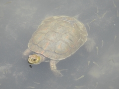 Mauremys leprosa leprosa