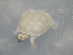 Mauremys leprosa leprosa