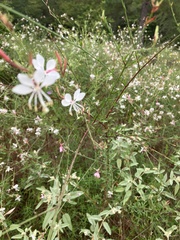 Oenothera lindheimeri