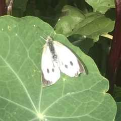 Pieris brassicae