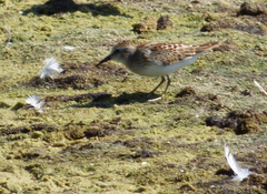 Calidris minutilla