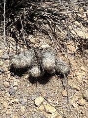 Mammillaria grahamii