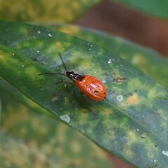 Hemiptera