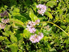 Vernonia brachycalyx